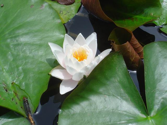 Juillet 2005, nnuphar d'un lac sur le chemin de traverse de la montagne Rokko :  Jsr