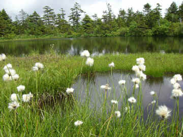 Chigo Ike, Yakibitai Yama, ShigaKyogen