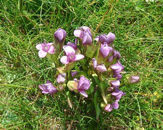 FleursMauves.jpg (133031 octets)