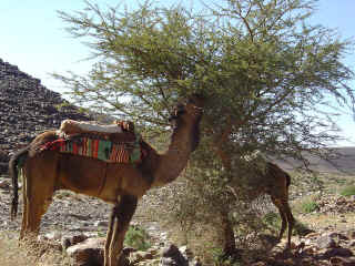 M11.JPG (151098 octets)