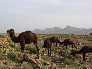 M14.JPG (72789 octets)