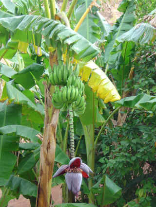 M29.JPG (78190 octets)