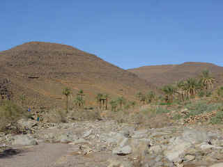 Palmeraie.JPG (77984 octets)