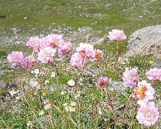 Pour plus de détails encore, cliquez sur les fleurs en haut à gauche