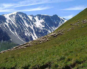 TroupeauMoutons.jpg (78044 octets)